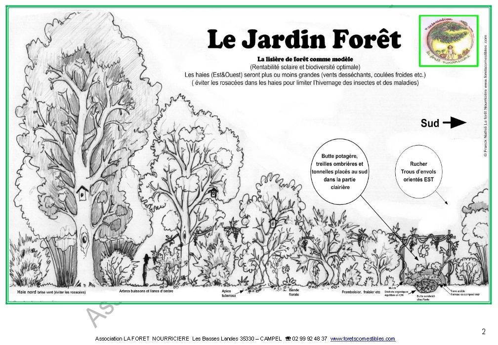 Le jardin foret